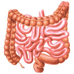 Zespół rozrostu flory bakteryjnej jelita cienkiego SIBO - objawy Typowo gastroenterologiczne Ból brzucha Wzdęcia Gazy Nudności