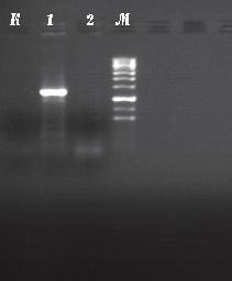 Diagnostyka Pepino mosaic virus 269 Rys. 3. Rozdział elektroforetyczny produktów RT-PCR K kontrola negatywna, 1 PepMV-PK, 2 PepMV-SW, M marker HyperLadder III (Bioline) Fig. 3. Electrophoresis mobility of RT-PCR products in 1% agarose gel K negative control, 1 PepMV-PK, 2 PepMV-SW, M marker HyperLadder III (Bioline) Rys.