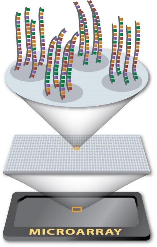 Globalne (czyli dotyczące dużej liczby genów) analizy transkryptomu macierze DNA Macierz DNA - gęsto ułożone cząsteczki DNA, umieszczone na stałym podłożu (nośniku: np.