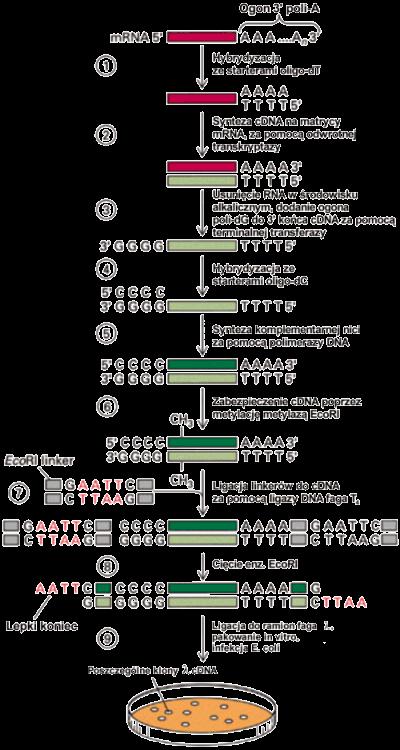 Analiza klonów biblioteki cdna umożliwia zmapowanie w sekwencji genomowej genów, które w