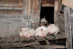 https://www. Świnie ras rodzimych są odporne na choroby i nie mają wygórowanych wymagań w stosunku do warunków utrzymania. Możemy więc zaadoptować dla nich stare pomieszczenia gospodarcze.