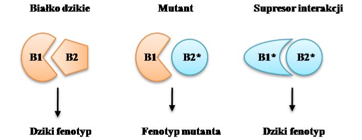 Supresja przez interakcję Mechanizm zamka i klucza mutacja supresorowa zmienia miejsca interakcji tak, by pasowały do zmutowanego białka Silnie specyficzna wobec allelu Rzadko spotykana Uogólniona