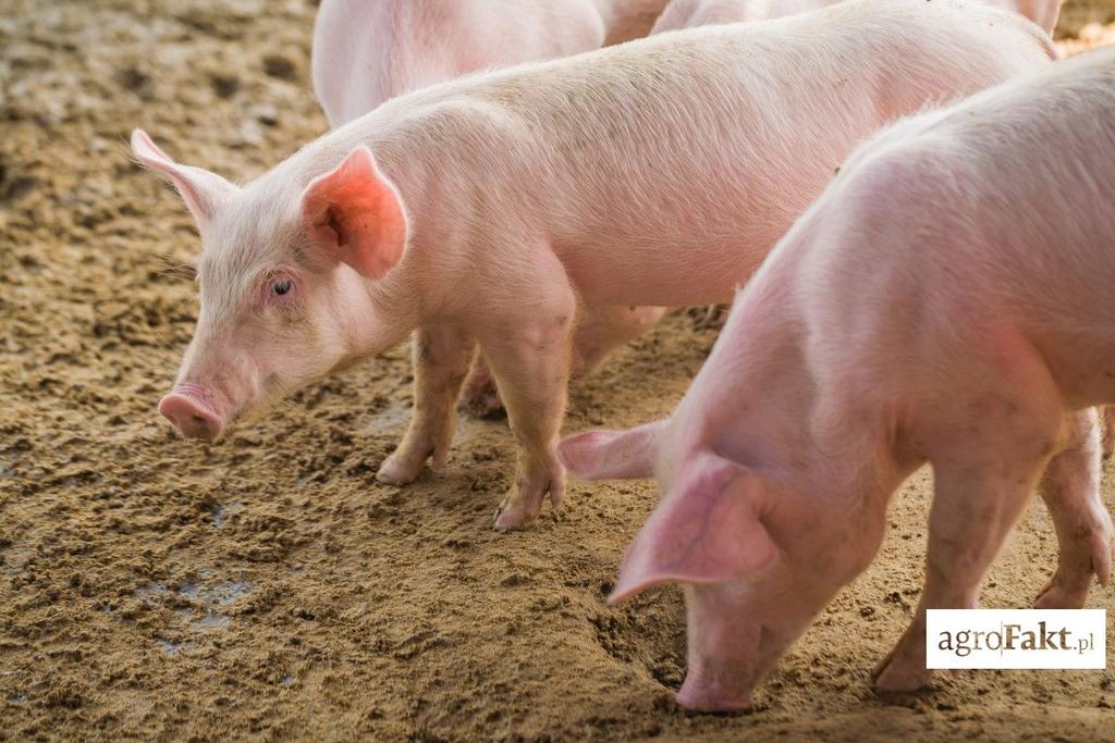 .pl https://www..pl wykorzystania azotu przez organizm. Przeczytaj koniecznie: Jak obliczyć zapotrzebowanie świń na energię i białko?