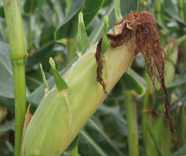 ASPEED FAO 230 üpotwierdzony wysoki plon suchej masy z hektara üroślina o bardzo dobrym efekcie stay green übardzo dobra strawność włókna üwysoka wartość