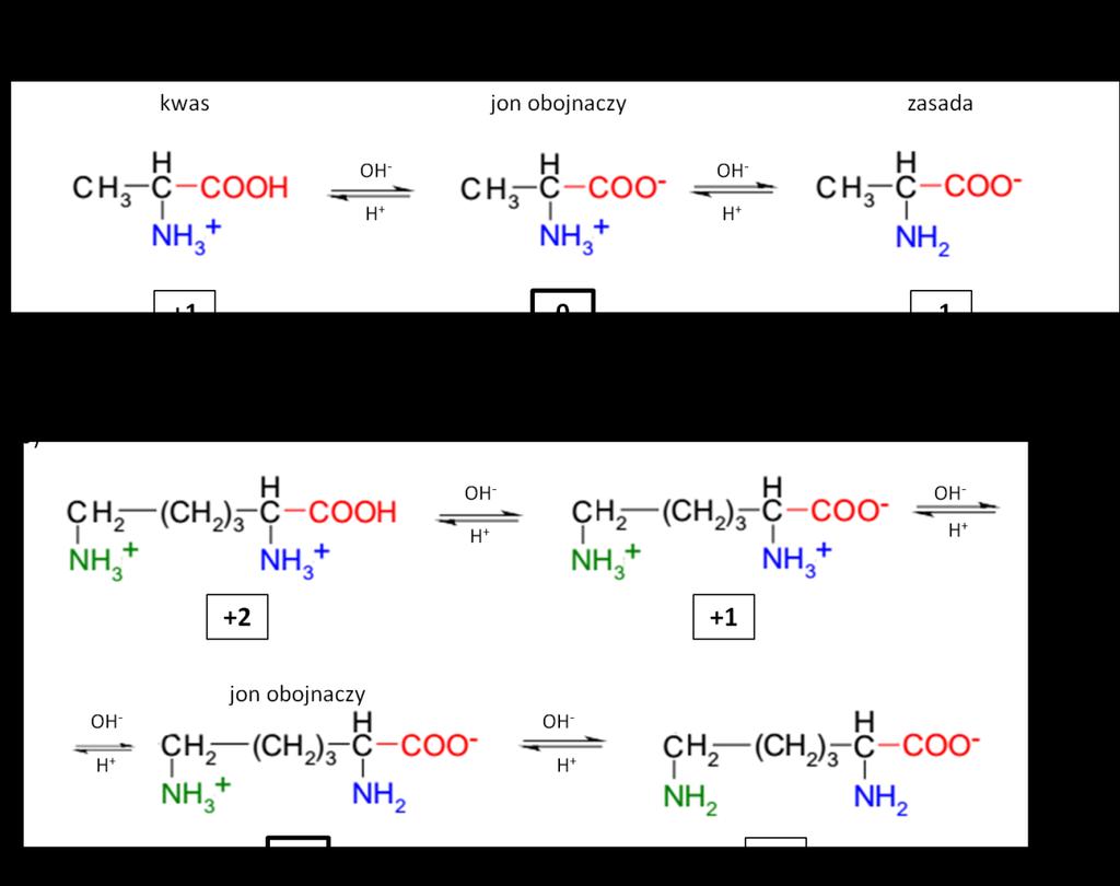 W zależności od ph środowiska aminokwasy mogą występowad w formie całkowicie lub częściowo zjonizowanej.
