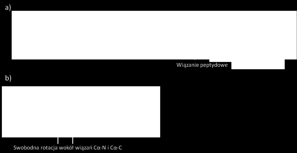 czerwonymi strzałkami zaznaczono wiązania, wokół których możliwa jest swobodna rotacja.