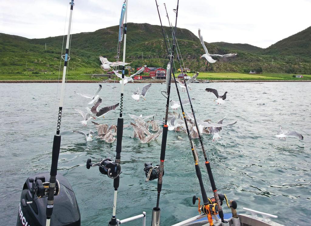 BOAT MASTER Grupa spinningowych i castingowych wędzisk morskich. Stosunkowo lekkie, czułe i dynamiczne, gwarantują najwyższy poziom komfortu podczas wędkowania.