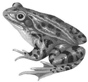 Zadanie 11. (0 4 pkt.) Na rysunku literami oznaczono cechy żaby zielonej, przystosowujące ją do życia w środowisku wodno-lądowym.