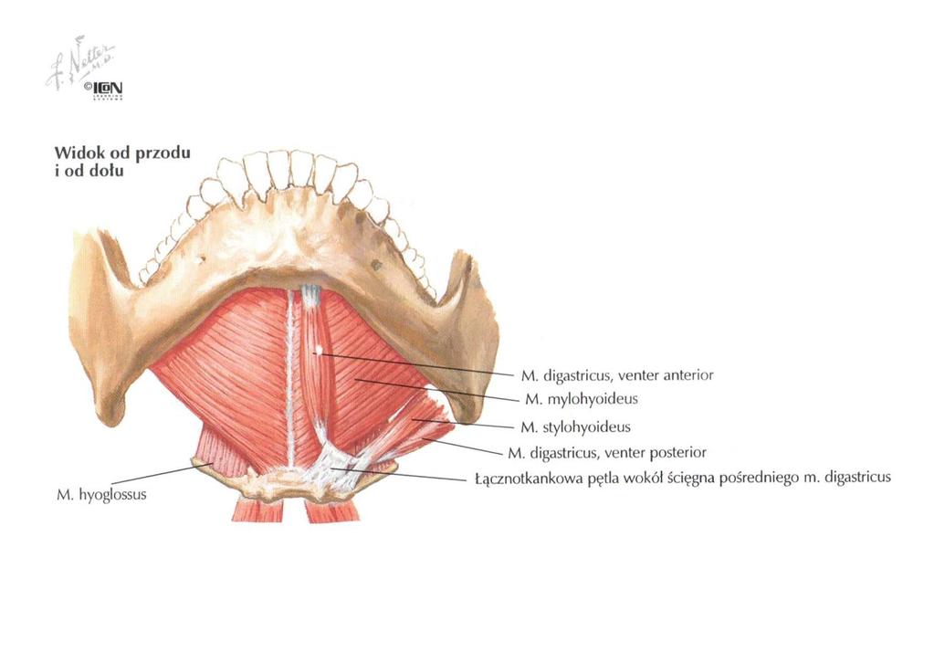 12 Maria Orzelska-Blomberg Kość gnykowa jest połączona z parzystymi mięśniami nadgnykowymi, do których należą: mięsień żuchwowo-gnykowy (m. mylohyoideus), bródkowo-gnykowy (m.