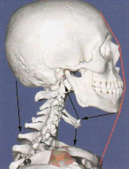 1. Wstęp 15 Kolejną funkcją, w której bierze udział kość gnykowa jest kontrolowanie położenia przestrzennego głowy.