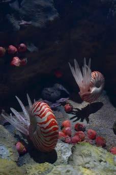 NOWA EKSPOZYCJA MUZEUM JURAJSKIE POWRÓT DO PRZESZŁOŚCI PREHISTORYCZNE OCEANARIUM OKO W OKO Z MORSKIMI BESTIAMI Powrót do przeszłości, nowa wystawa zaaranżowana w bałtowskim muzeum, stara się w sposób