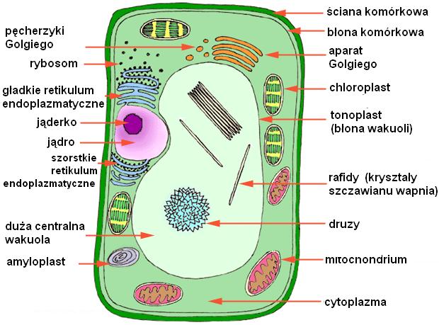 tyczne oraz aparat Golgiego, plazmodesmy. Do martwych części komórki należą wakuola i ściana komórkowa.