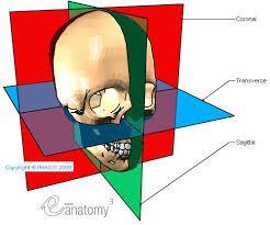 Terminologia nazw płaszczyzn coronal (czołowa)
