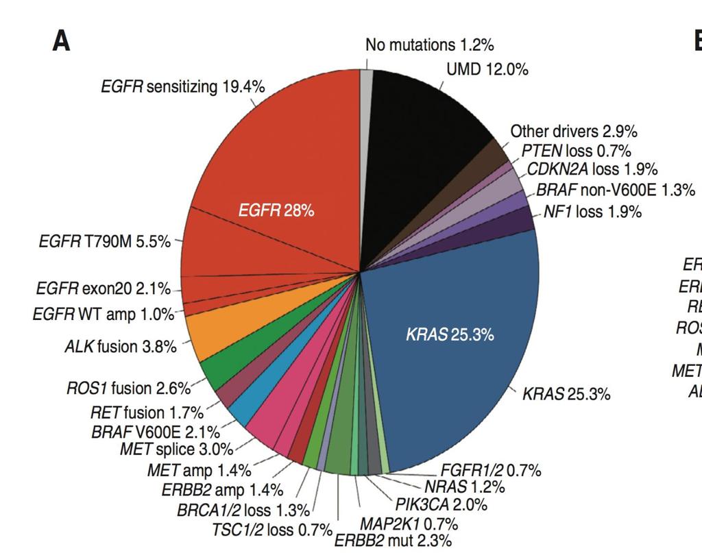Mutacje kierujące w NDRP Najczęstsze mutacje kierujące NDRP EGFR