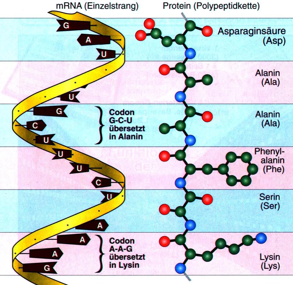 mrna