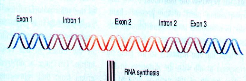 Pre-mRNA