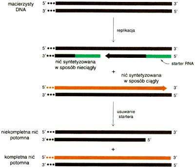 Macierzyste DNA