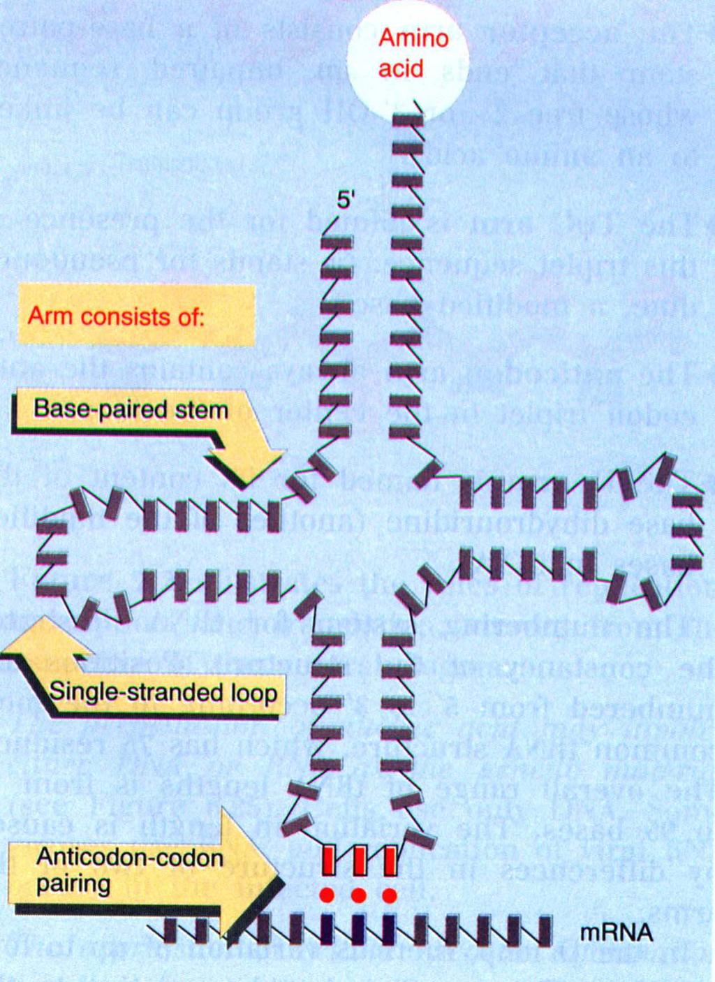 trna 59