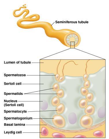 Spermatogeneza U wielu gatunków jądra produkują plemniki od okresu dojrzałości do późnego wieku Jądra produkują plemniki w kanalikach nasiennych,