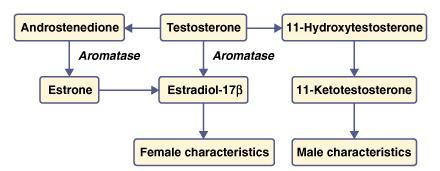 Hermafrodytyzm - obojnactwo Osobnik ma zdolność do wytwarzania plemników i komórek jajowych Obojnactwo następcze