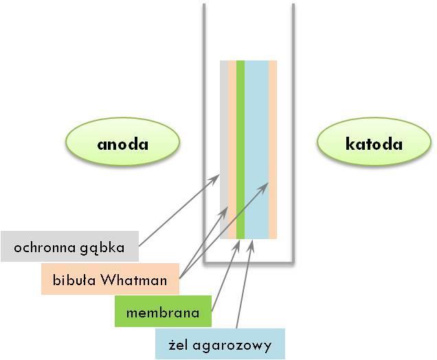 Przeniesienie sond DNA z żelu agarozowego na membranę hybrydyzacyjną poprzez elektrotransfer 1. Umieść żel w naczyniu. Dodaj ok.