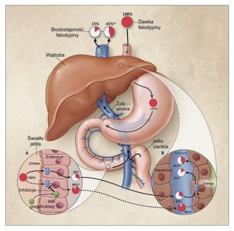 Farmakokinetyka w starości Wchłanianie Przejście przez krążenie wrotne i wątrobę Transport leku we krwi białka, gł albumina