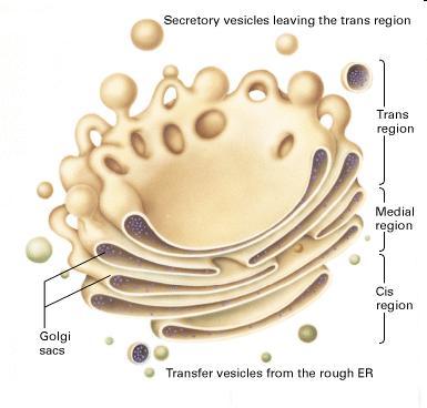 Aparat Golgiego Aparat Golgiego zbudowany jest ze spłaszczonych woreczków błonowych - cystern (zwykle 6-30) oraz połączonych z nimi licznych rurek i pęcherzyków.