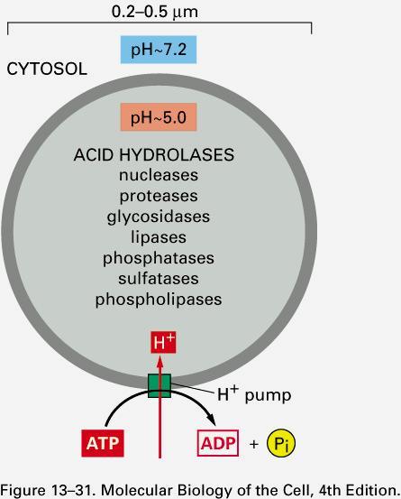 Lizosomy Pęcherzyki, otoczone błoną lipidowo-białkową o średnicy do 1 μm Zawierają enzymy hydrolityczne: proteazy, lipazy, fosfolipazy, glikozydazy, nukleazy, fosfatazy, sulfatazy optimum aktywności