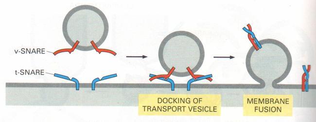 vesicle) występują na pęcherzykach t-snare (ang.