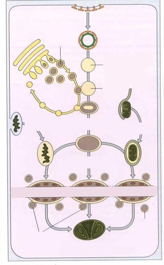 System kwaśnych pęcherzyków Relacje między trawiącymi organellami systemu kwaśnych pęcherzyków Endosomy powstają z błony komórkowej i łączą się z pęcherzykami zawierającymi hydrolazy, pochodzącymi z