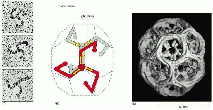 ENDOCYTOZA receptorowa selektywne pobieranie substancji przez komórki, w którym makrocząsteczka po związaniu się z receptorem białkowym na powierzchni błony wnika do wnętrza komórki w pęcherzykach