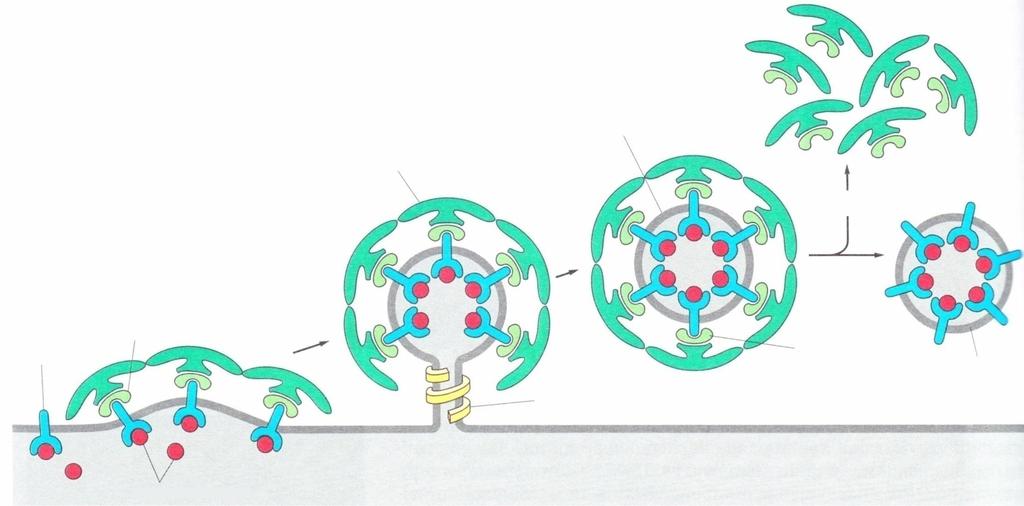 Pęcherzyki opłaszczone klatryną transportują wyselekcjonowane cząsteczki płaszcz klatrynowy pęcherzyk