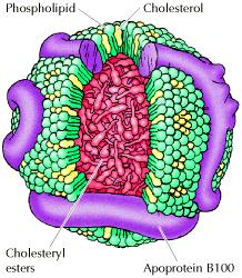 Budowa cząsteczki LDL (lipoproteiny o niskiej gęstości) Cholesterol jest trudno rozpuszczalny i jest transportowany w