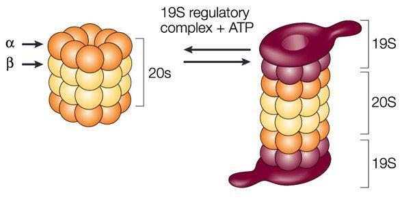 Proteasomy Kompleksy białkowe o długości ok. 45 nm, zbudowane z 30 podjednostek białkowych ułożonych w kształcie cylindra, białka cylindra wykazują aktywność proteaz.