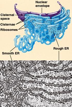 Szorstka siateczka śródplazmatyczna (RER) Zachodzi tu synteza białek kierowanych do błony komórkowej, błon organelli, enzymów lizosomalnych oraz białek wydzielniczych W cysternach RER białka uzyskują