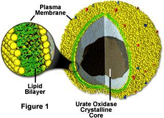 Peroksysomy = mikrociałka (microbodies) Okrągłe, otoczone błoną, śr. 0.15-0.8 μm Zawierają ok.