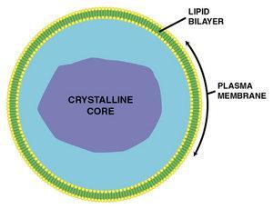 zawierający białko oksydazę moczanową Największa ilość w hepatocytach = miąższowych komórkach wątroby Tworzące je białka syntetyzowane są na wolnych