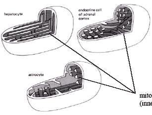 Typy fałdów mt błony wewnętrznej Różnią się strukturą: mt w mięśniach, sercu, nerkach, organach o wysokim tempie metabolizmu mają więcej grzebieni (w sercu 3x więcej