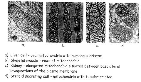 Liczba grzebieni mitochondrialnych (i liczba mitochondriów) zwiększa się pod wpływem hormonów tarczycy tyroksyny i trijodotyroniny. a.