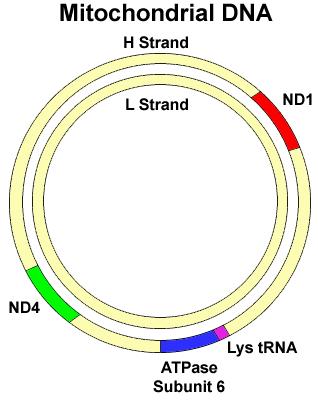 Mitochondrialne DNA mtdna Zlokalizowane w matrix Kilka kopii DNA (4-10) podobnie jak u bakterii jest kolisty Replikuje się niezależnie od jądrowego DNA Zawiera 16 569 pz koduje: 13 białek Składniki