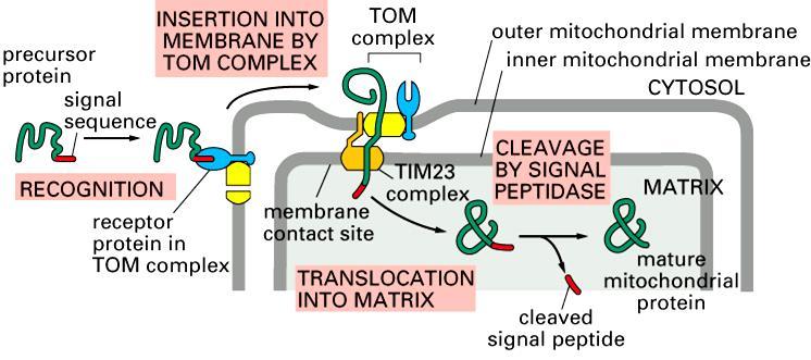 Translokator błony zewnętrznej (Białka TOM transport across the outer membrane) Translokator błony wewnętrznej (Białka TIM transport across the inner membrane ) Molecular Biology of the Cell, 4th