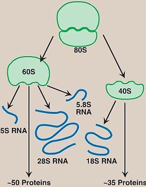 Budowa rybosomu: rrna i białka rrna to