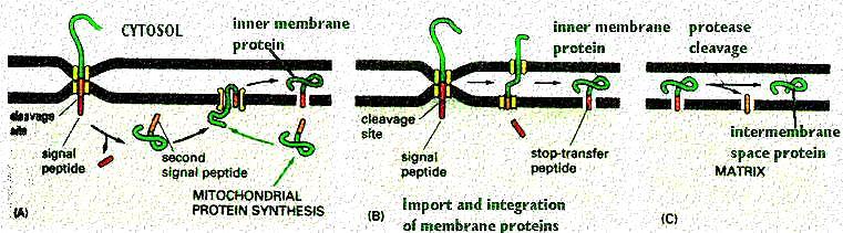 Transport białek do mitochondrium Molecular Biology of the Cell, 4th Edition Co sprzyja wchodzeniu białka do