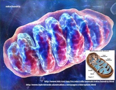 Mutacje mtdna W komórce występują setki kopii mtdna (poliplazmia), które w prawidłowych warunkach są identyczne (homoplazmia).