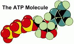 Funkcje mitochondriów Produkcja energii - ATP - Mitochondria dostarczają energii chemicznej niezbędnej dla biosyntezy (reakcji anabolicznych) i aktywności motorycznej komórki - Uczestniczą w