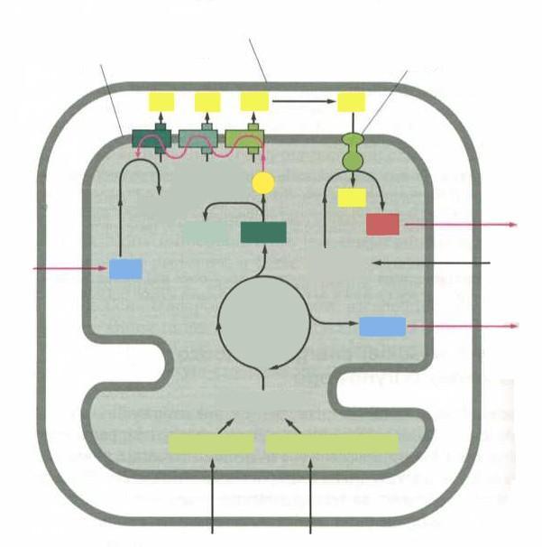 Mitochondria wykorzystują do przekształcania energii pirogronian i kwasy tłuszczowe zewnętrzna błona mitochondrialna wewnętrzna błona mitochondrialna syntaza ATP dinukleotyd nikotynoamidoadeninowy O