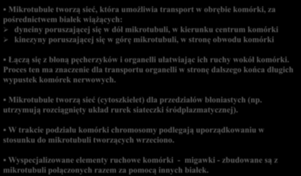 Funkcje mikrotubul Mikrotubule tworzą sieć, która umożliwia transport w obrębie komórki, za pośrednictwem białek wiążących: dyneiny poruszającej się w dół mikrotubuli, w kierunku centrum komórki