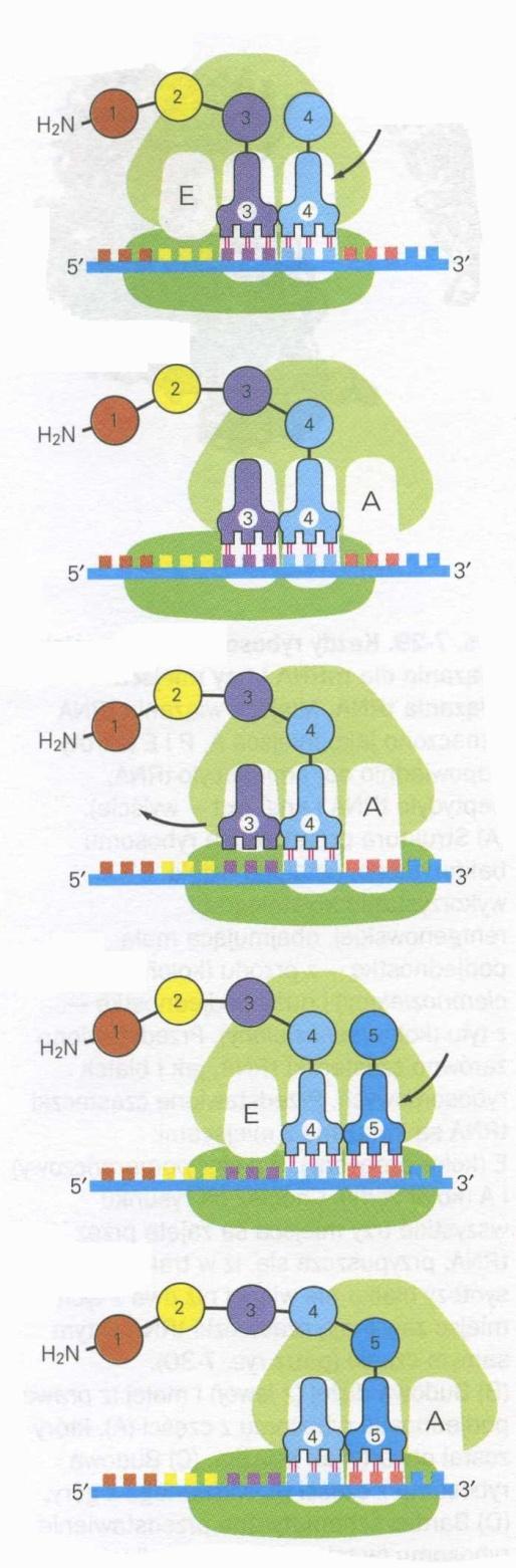 Cząsteczka mrna ulega translacji w 3 etapach: ETAP 1 - cząsteczka aminoacylo-trna wiąże się z pustym miejscem A na rybosomie; ETAP 1 rosnący łańcuch polipeptydowy wprowadzony aminoacylo-trna ETAP 2 -