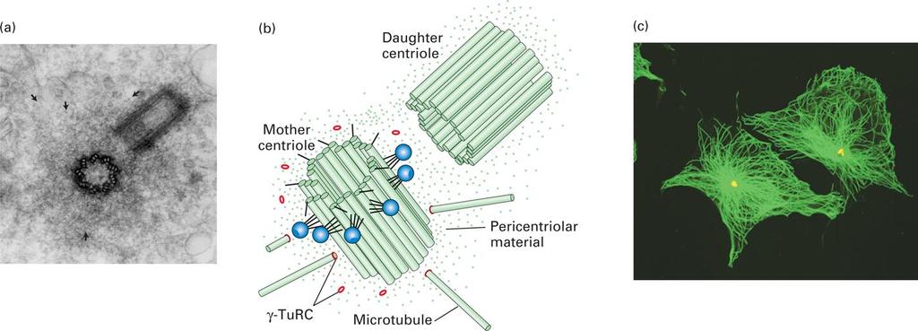Centrosom to region komórki, który zawiera parę centrioli i związane z nimi białka tworzące MTOC (ang.