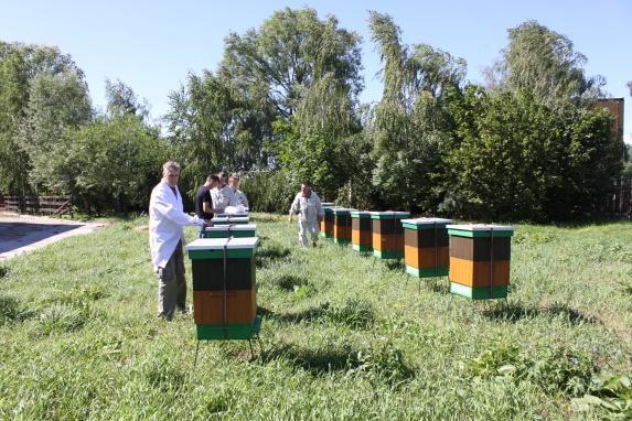 W doświadczeniach mających na celu sprawdzenie preferencji pszczół miodnych w stosunku do pyłku kukurydzy, w pasiece stacjonującej obok plantacji kukurydzy zarówno w 2016 jak i 2017 r.